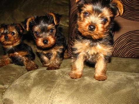 yorkies for sale spokane|certified yorkie breeders near spokane wa.